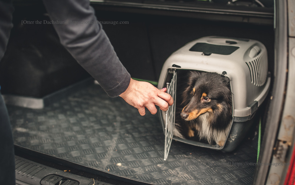 photo_dog travel_car trunk_crate_dachshund_犬と旅行_クレート_車トランク_ダックスフンド